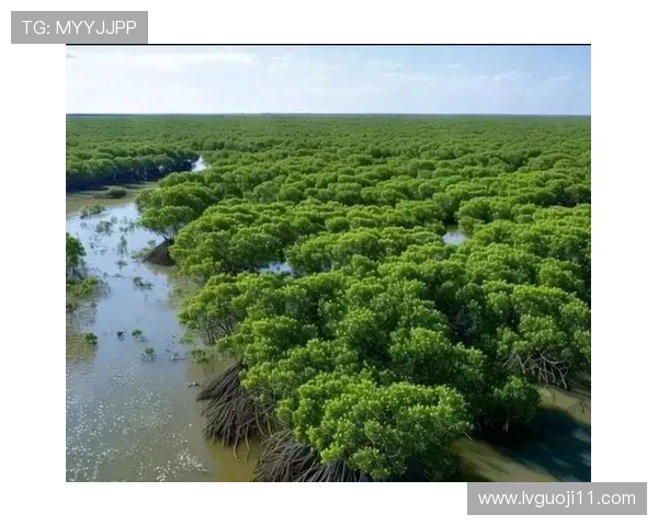 探索红树林网址：了解红树林生态系统的重要性与保护措施